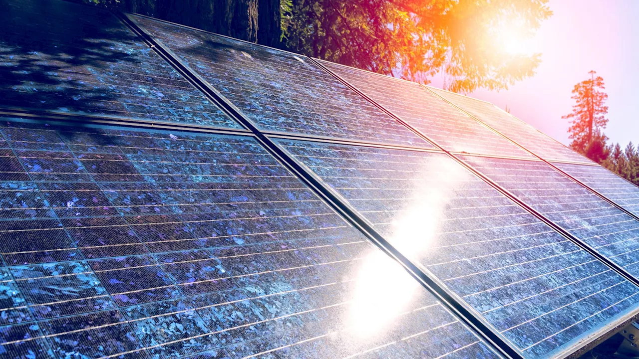 Leaf-shaped solar concentrators to enable flexible, scalable renewable energy