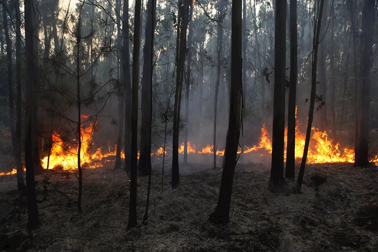 Moradores queixam-se de falta de meios para combater incêndios na Madeira