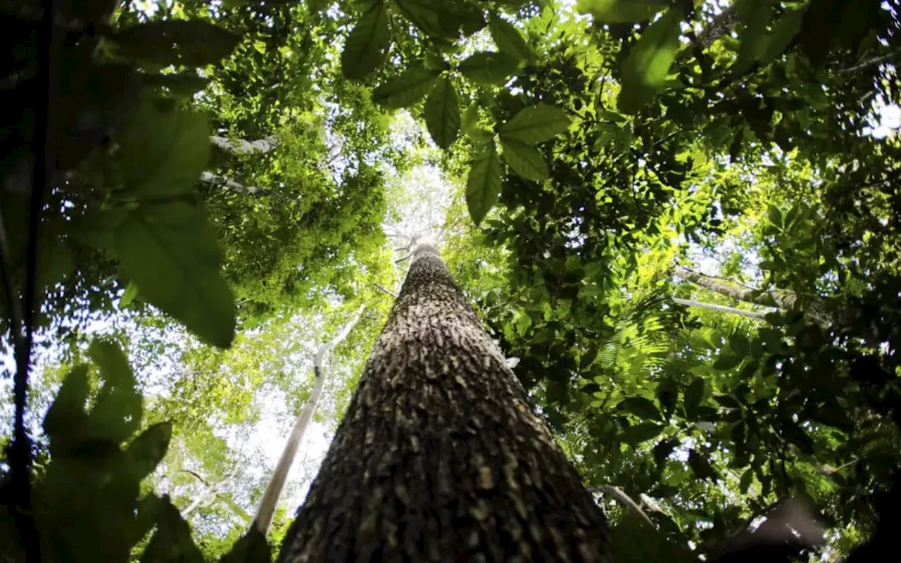 Saiba como títulos verdes possibilitam reflorestamento na Amazônia