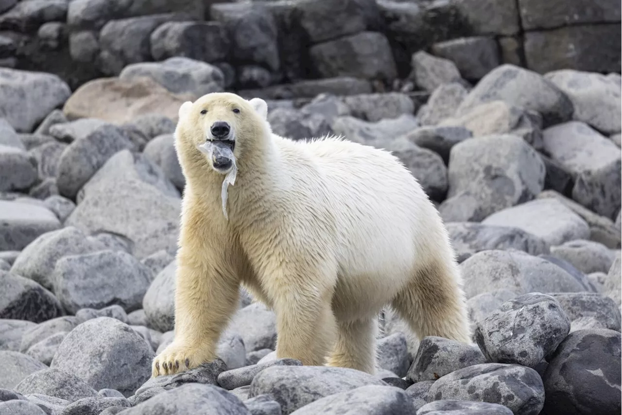 Imagem de urso polar com pedaço de plástico preso à boca é finalista em concurso anual de fotografia oceânica