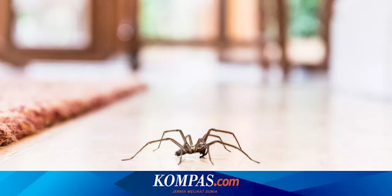 7 Cara Basmi Laba-laba di Rumah Tanpa Membunuhnya