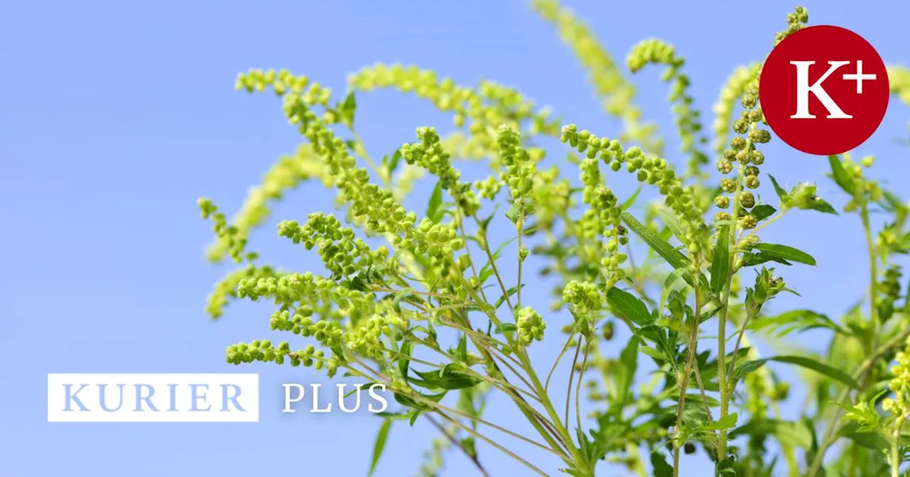 Ragweed-Saison: Experten erwarten heuer starke Belastungen für Allergiker