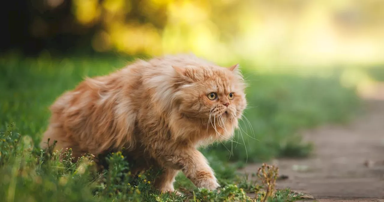 Bouches-du-Rhône : une famille retrouve son chat huit ans après l’avoir perdu