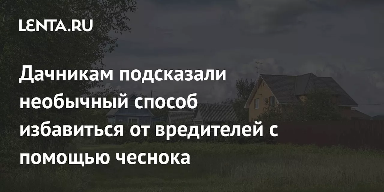 Дачникам подсказали необычный способ избавиться от вредителей с помощью чеснока