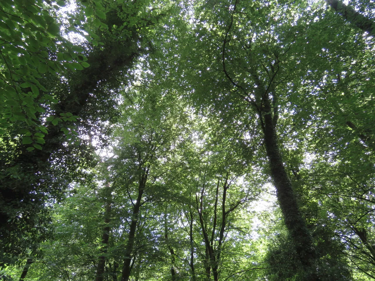 La ville de la Madeleine donne des arbres à ses habitants