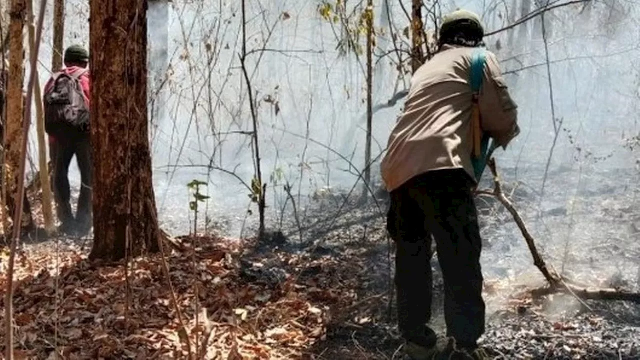 Sempat Ditutup Akibat Karhutla, Wisata Taman Nasional Baluran Situbondo Dibuka Kembali