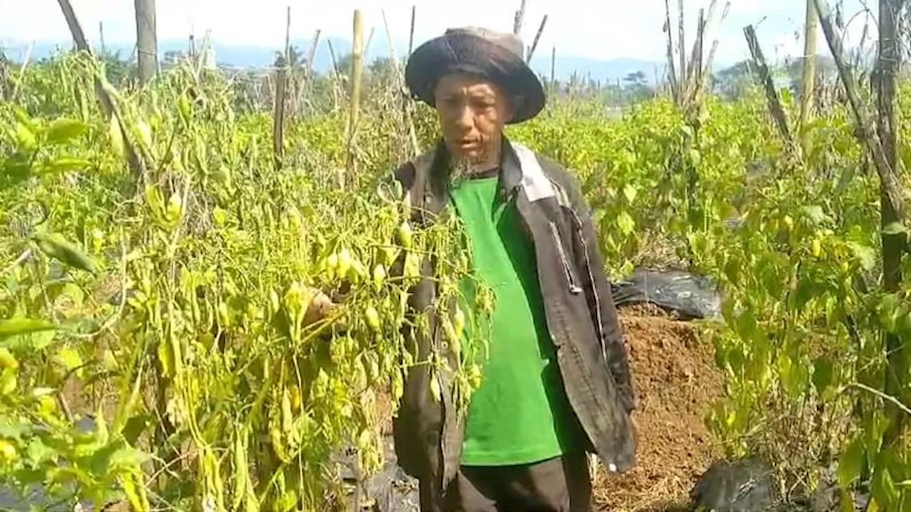 Lahan Pertanian di Kota Tasikmalaya Terancam Kekeringan dan Gagal Tanam