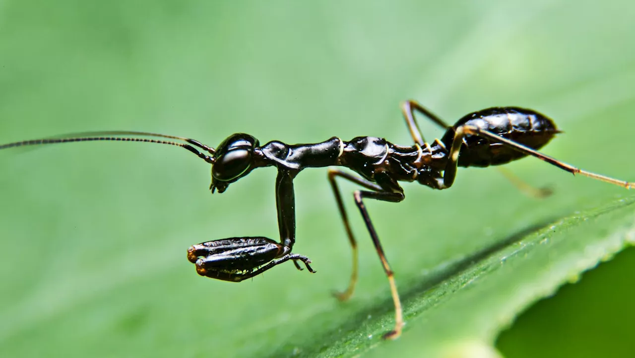 – here's the one ingredient that'll get rid of ants in the home for good'