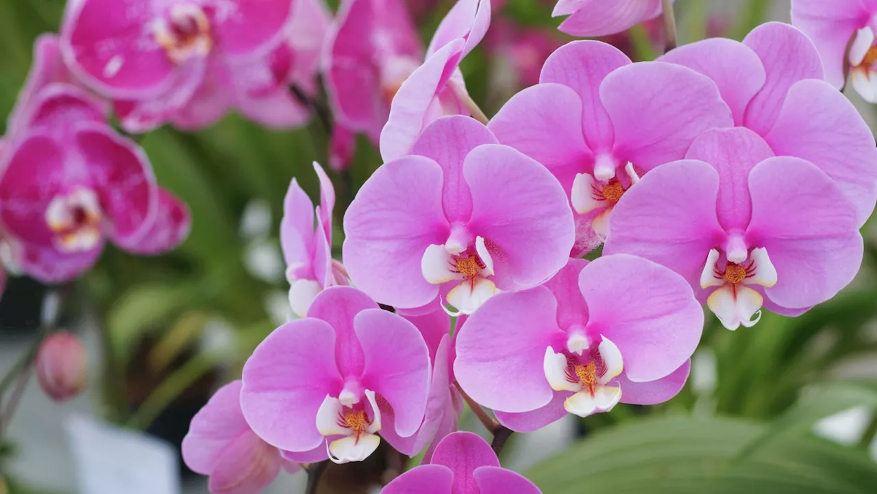 My orchid has bloomed non-stop all year round thanks to these two simple tips