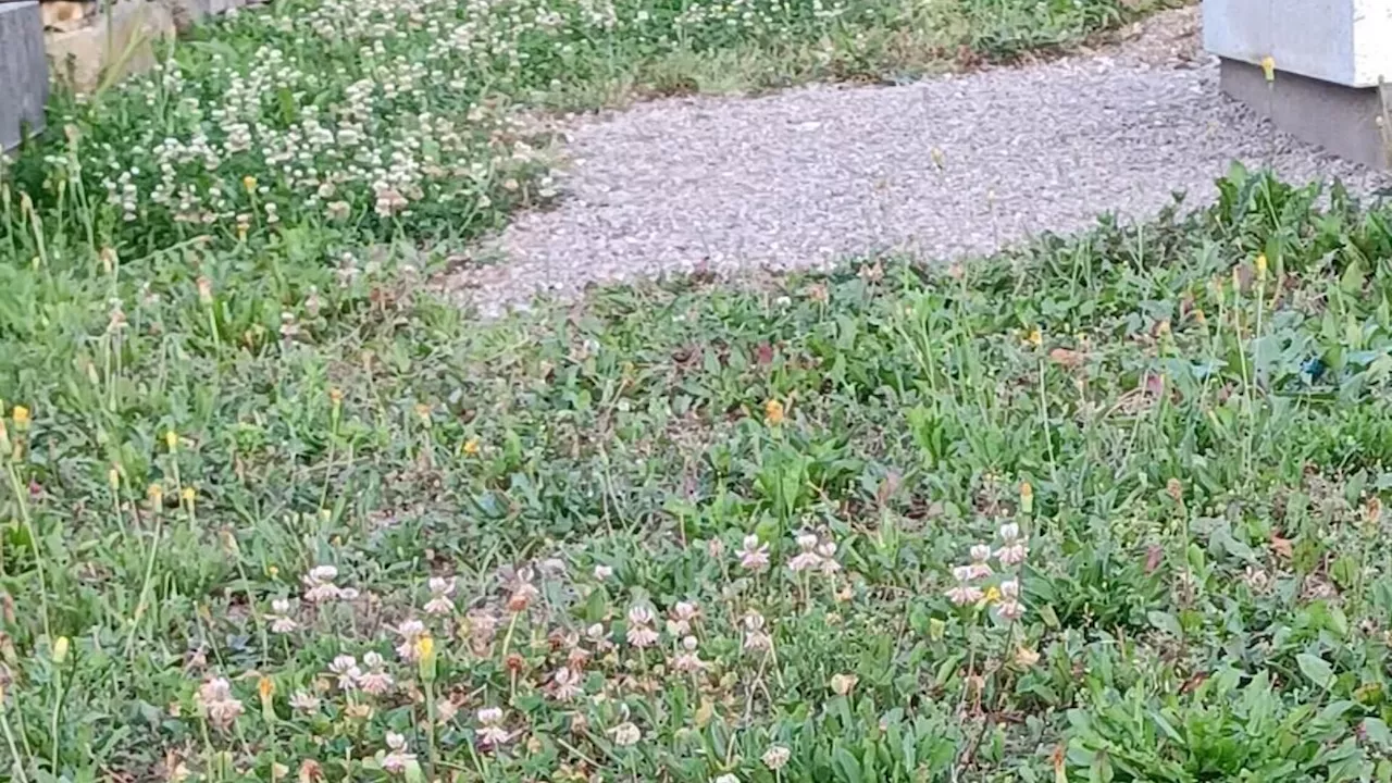 Ärger über Unkraut auf dem Friedhof Neulengbach