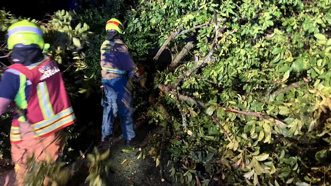 Bezirk Mistelbach: Schlamm und geknickte Bäume nach heftigem Gewitter