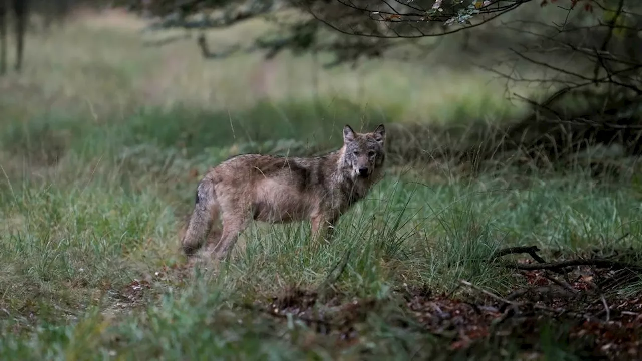 Hond door vermoedelijk een wolf gebeten in bos bij Nunspeet