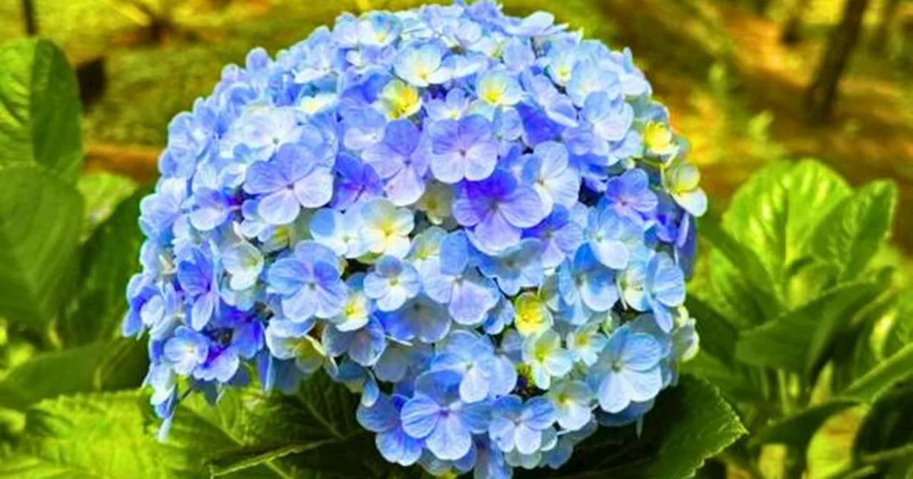 Expert's hack to grow hydrangeas with 'flowers bigger than a basketball'