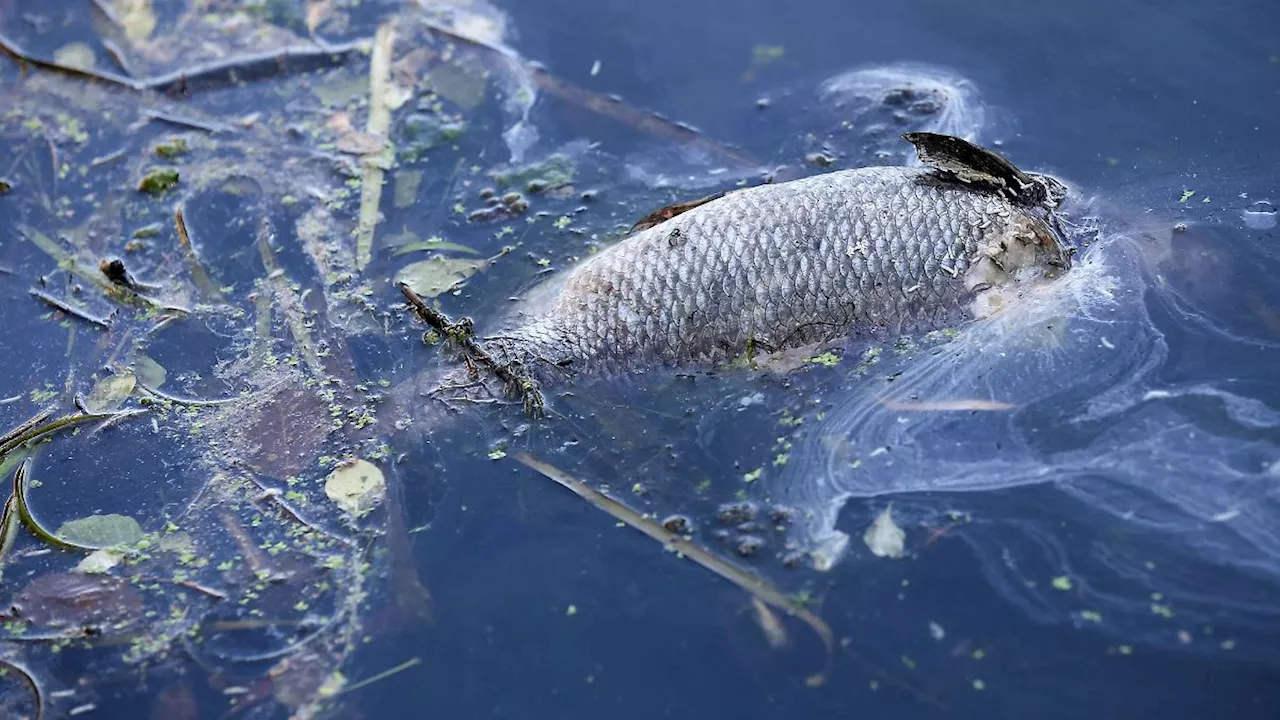 Niedersachsen & Bremen: Tonnen toter Fische in Flüssen in Ostfriesland