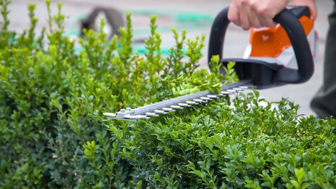 Vorbereitungen für den Herbst: Gartenpflege im Spätsommer: Das muss jetzt getan werden