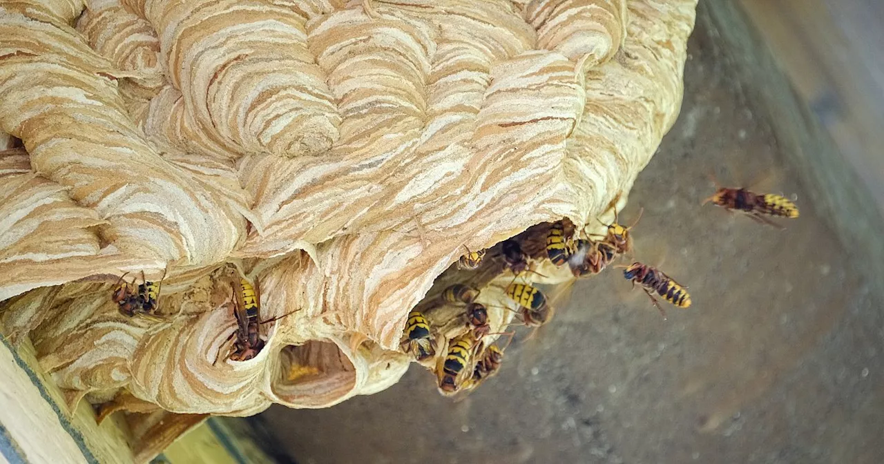 Bielefelderin entdeckt Hornissen-Nest unterm Dach: Was Betroffene tun können