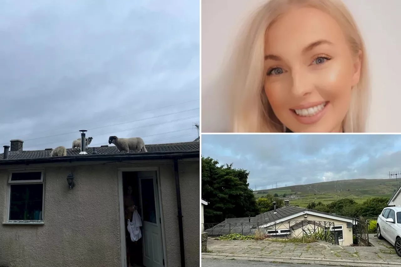 Horrified homeowner finds flock of sheep on her roof: 'It surely can't be a bird'