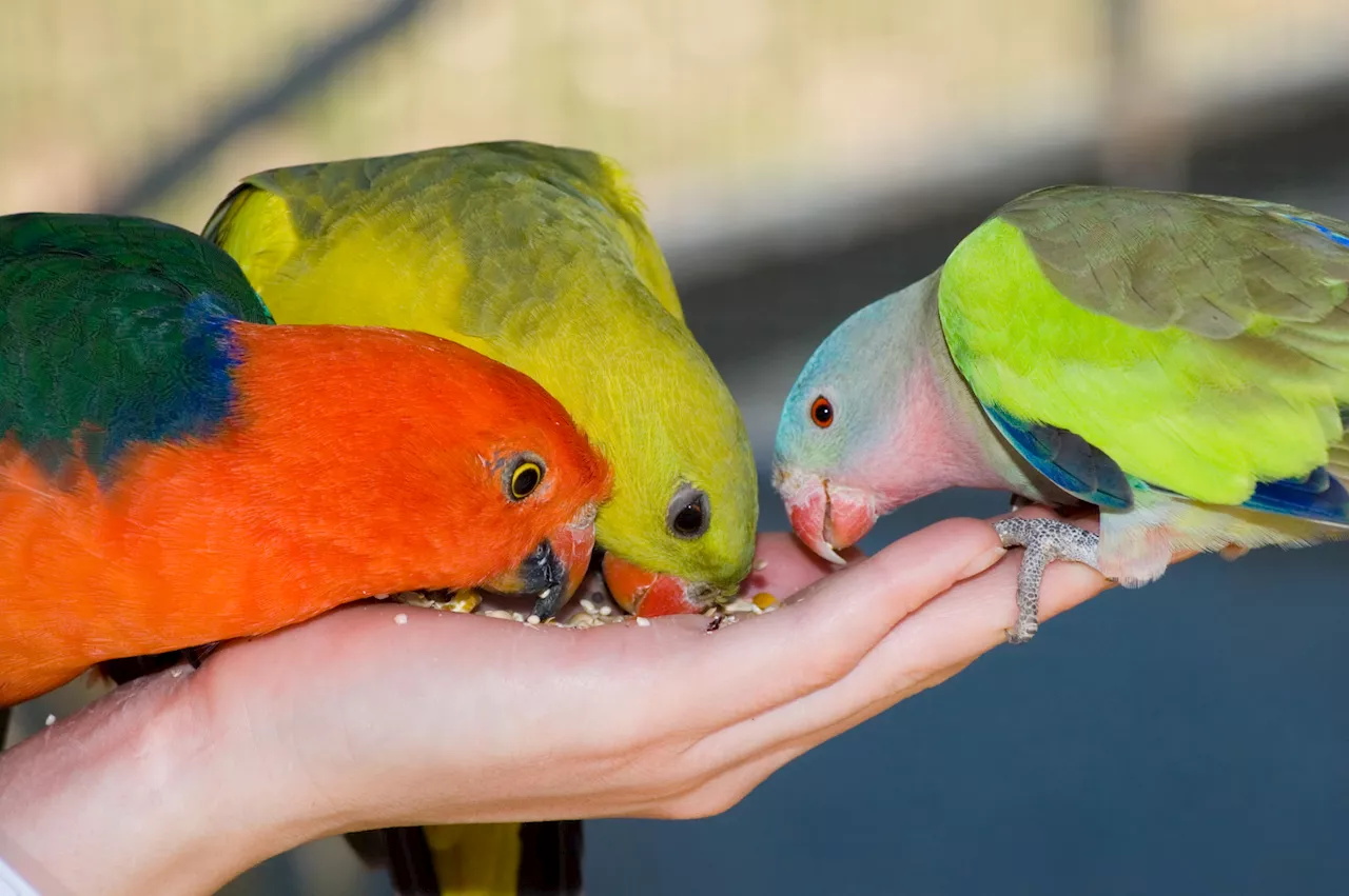 Woman with three emotional-support parrots scores $165G in NYC co-op battle