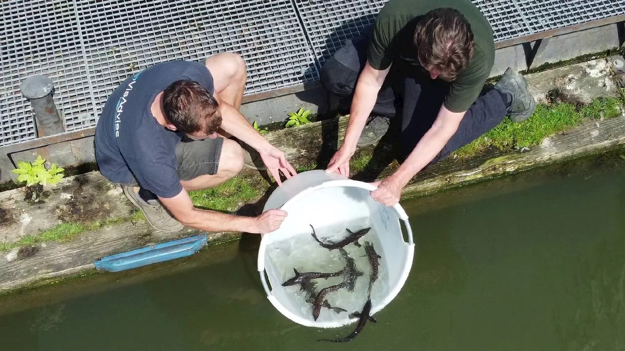 Weer steur uitgezet in de Biesbosch: het kost heel wat, maar wat levert op?