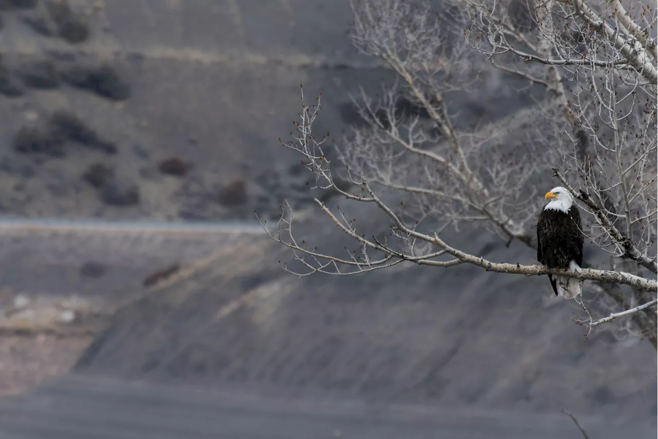 $15,000 reward offered for information on destroyed bald eagle nest in North Texas