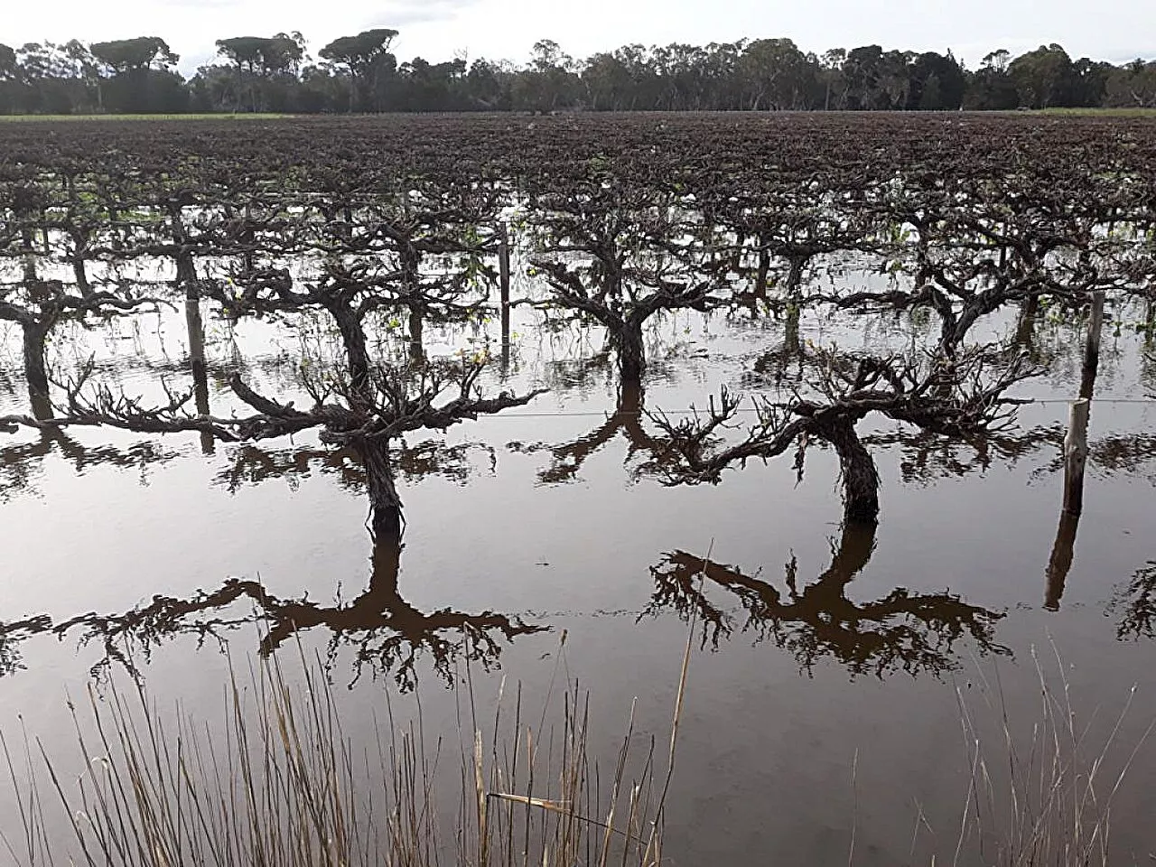 Politicization of water use exacerbates farmers' distrust, researchers find