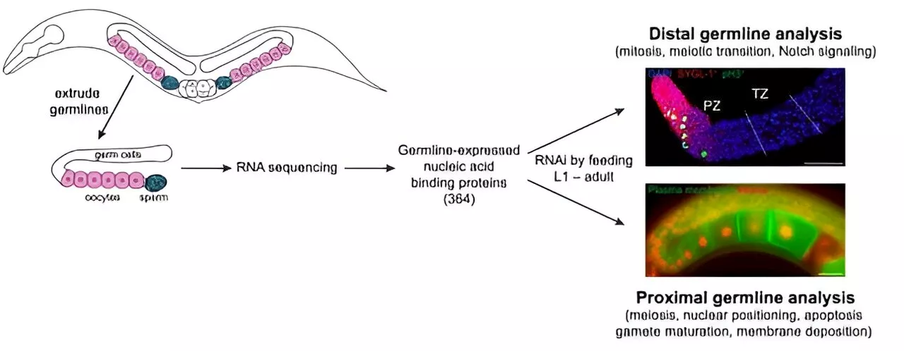 Roundworm study reveals essential genes for sperm and egg cell formation