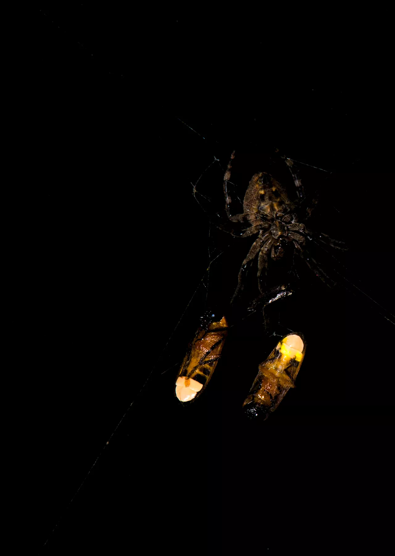 Spider exploits firefly's flashing signals to lure more prey