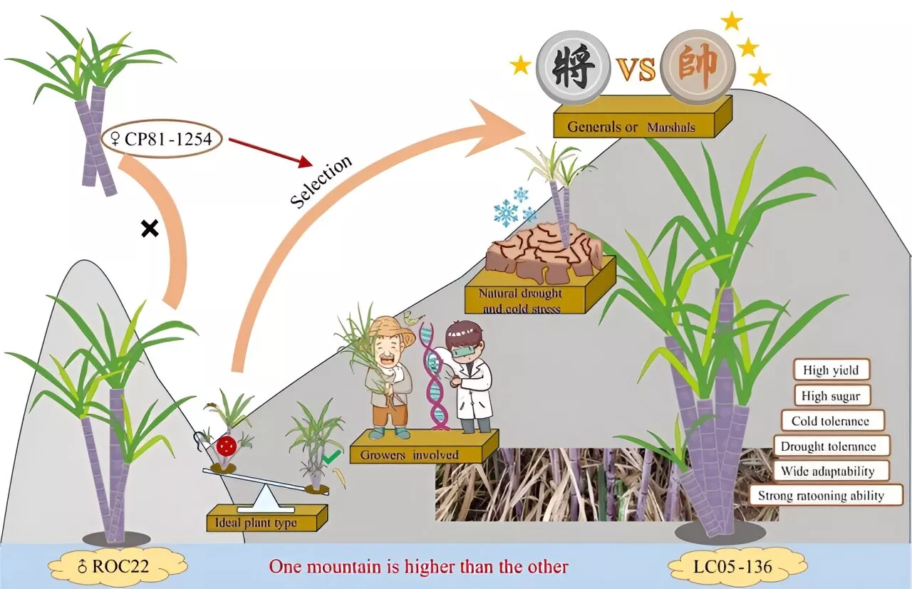 The pioneering sugarcane variety transforming China's sugar industry