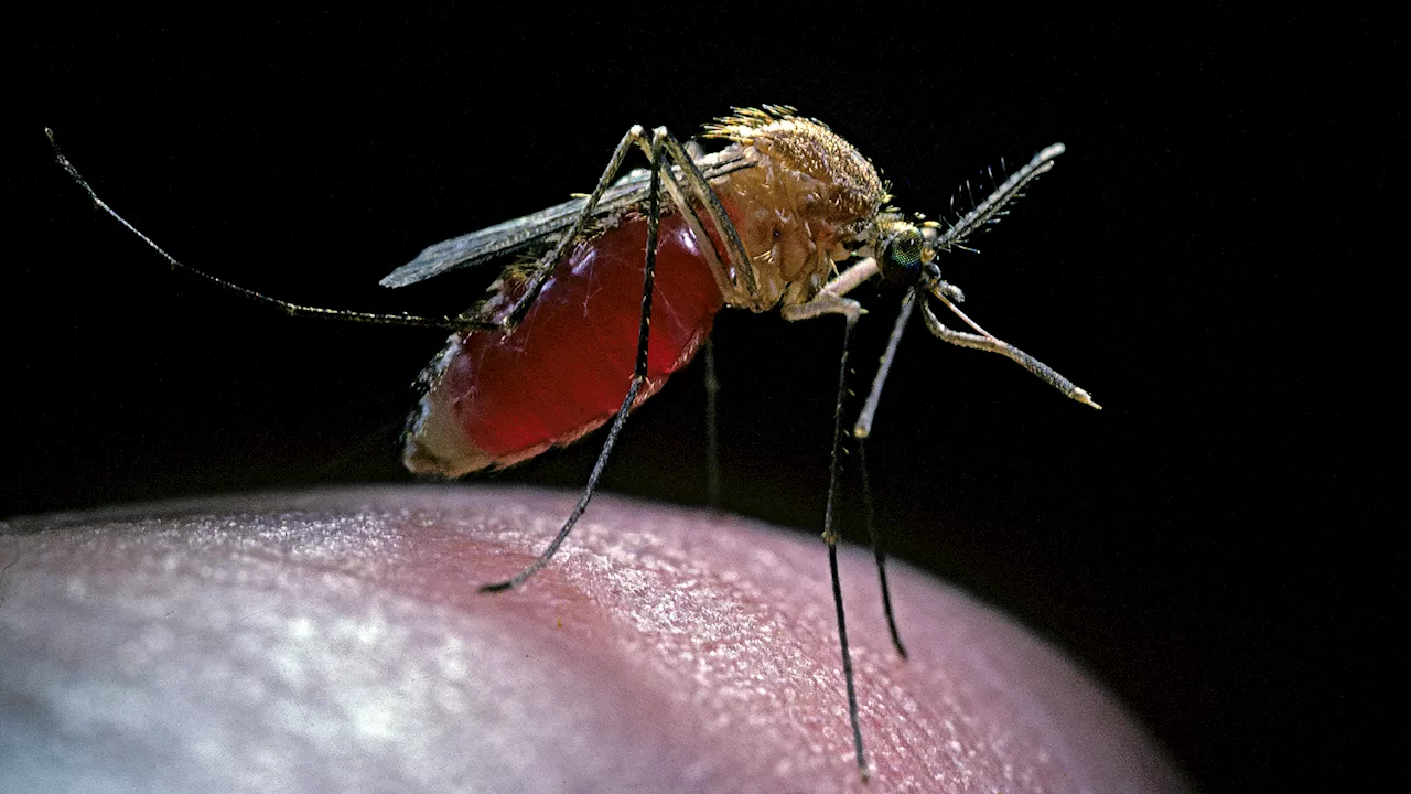 West Nile Virus cases are on the rise again: How to protect yourself