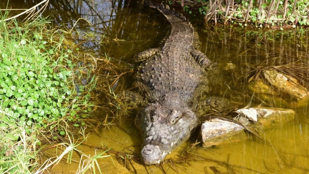 Un cocodrilo ataca y hiere a un empleado del zoológico en Jerusalén