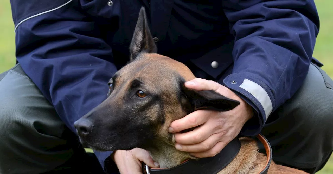 Iserlohn: Polizeihund findet vermisste Vierjährige in Plettenberg