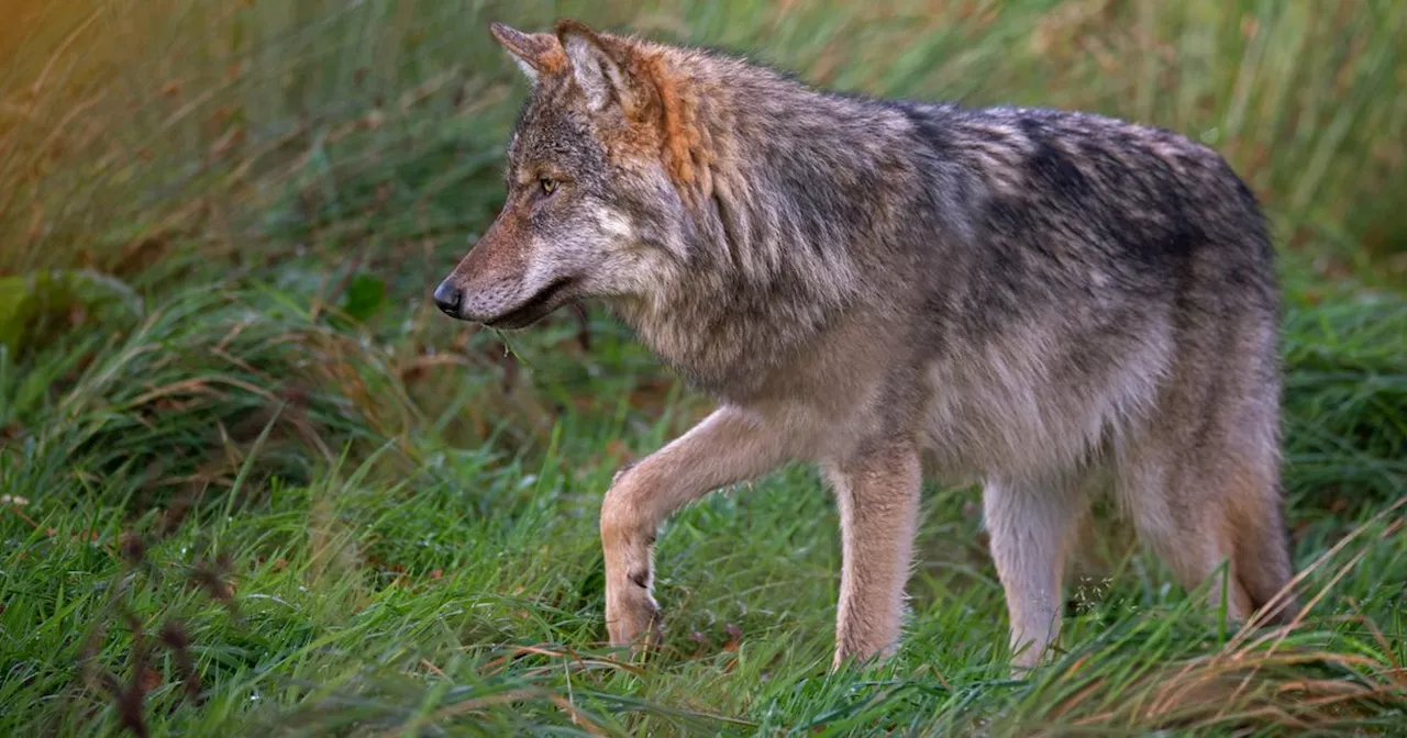 Aantal wolvenaanvallen in Drenthe in tweede kwartaal gelijk gebleven