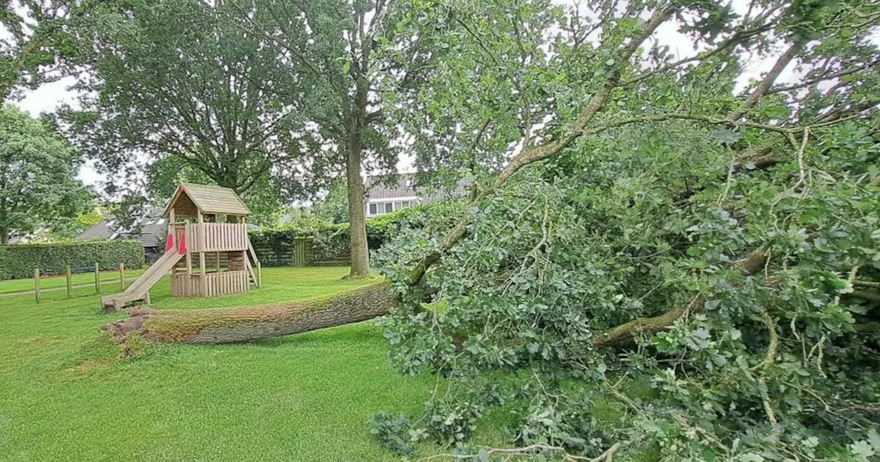 Boom valt plotseling om in speeltuin: 'Moet er niet aan denken wat er had kunnen gebeuren'