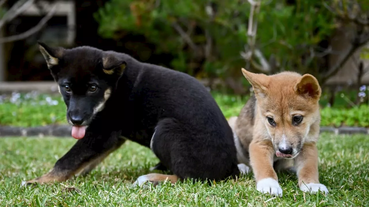 Puppy love: Why First Nations are calling for an end to poisoning dingoes