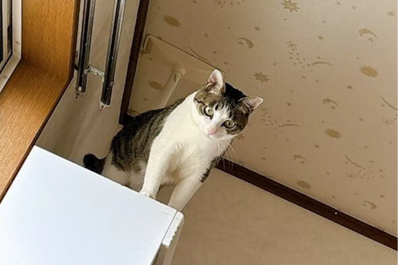 飼い主を起こしてくれる猫、その方法とは…… 「えーーー？そこから!?」「無事を祈ります」スリリングな朝が300万表示（2024年8月19日）｜BIGLOBEニュース