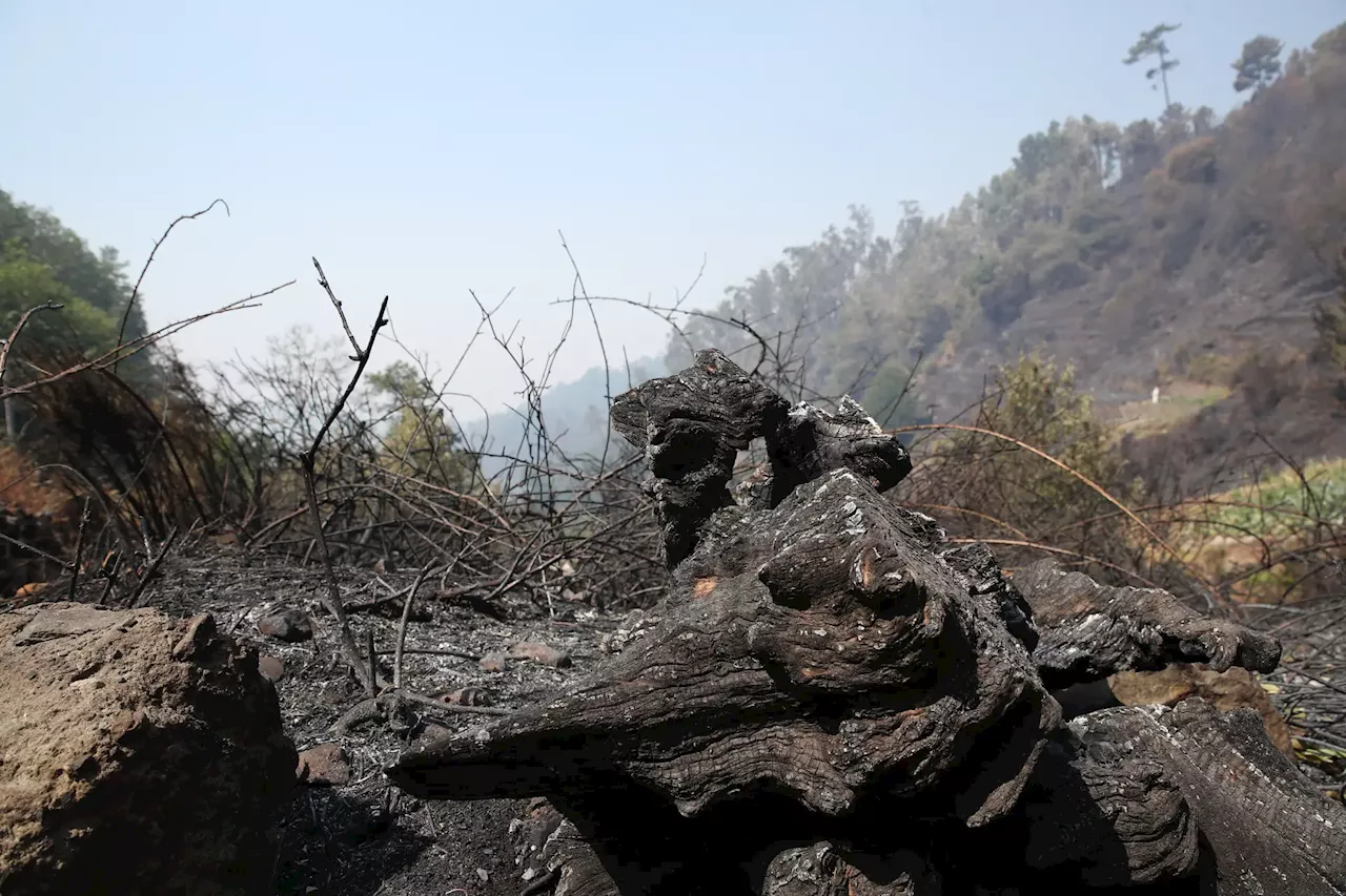 Incêndio na Madeira: Albuquerque alvo de críticas, Chega pede consequências políticas