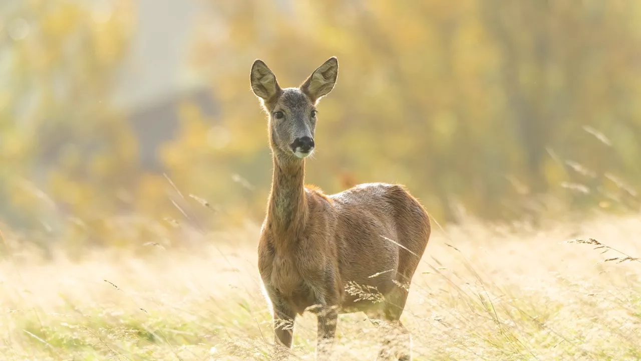 Hunters to be paid to kill extra deer in Scotland in trial conservation scheme