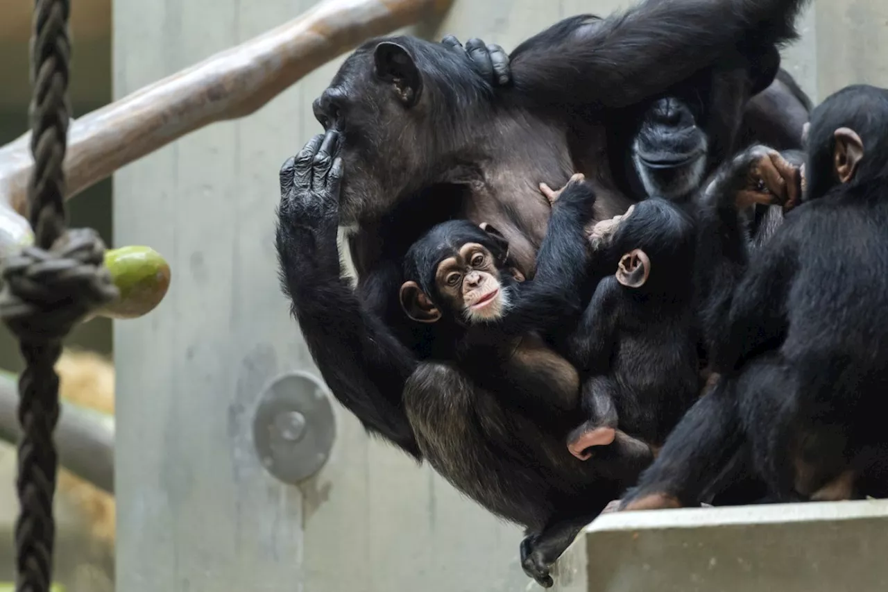 Affen im Zoo: Eine Geschichte von Veränderung und Fortschritt