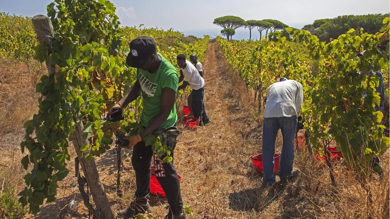 Vermutlich war es ein Hitzetod: Erneut stirbt ein Landarbeiter auf einem italienischen Feld