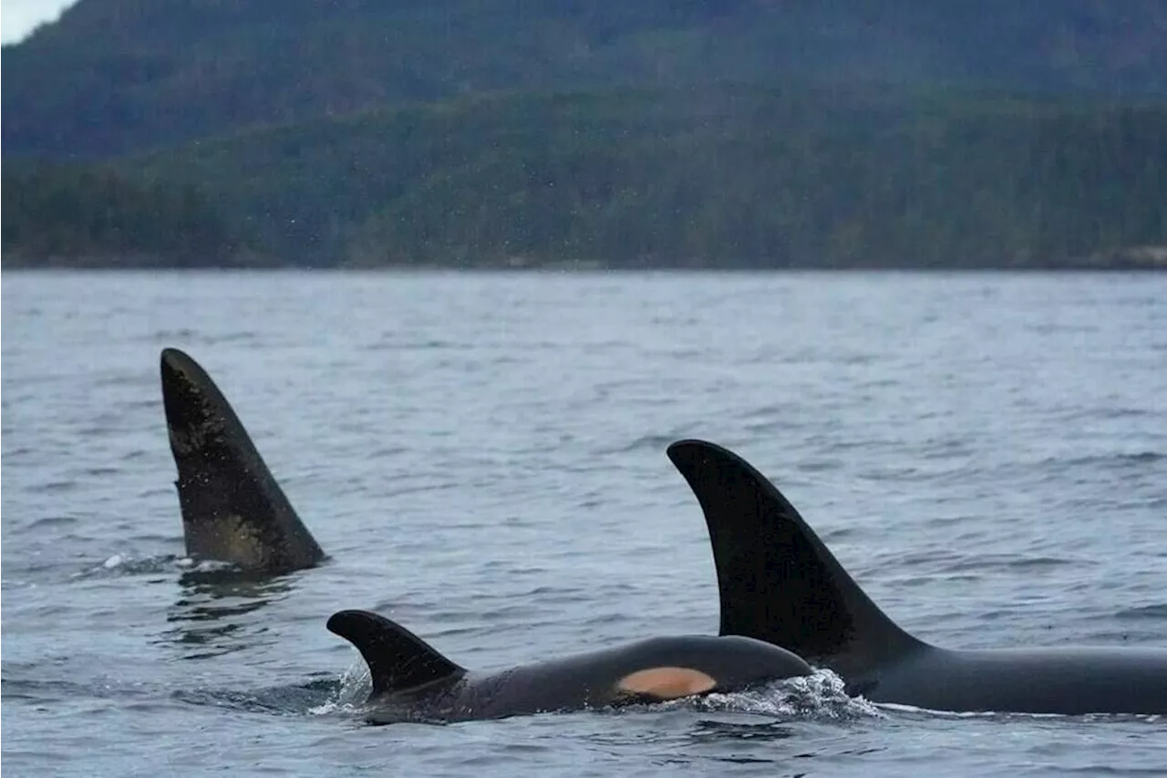 Filmmakers fined $30K for flying drone too close to B.C. orcas