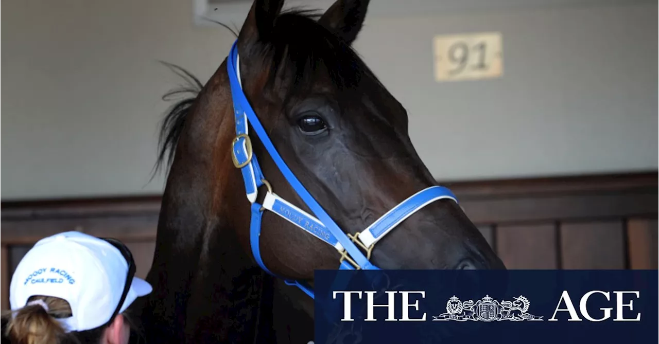 Black Caviar’s final foal dies days after champion mare’s death