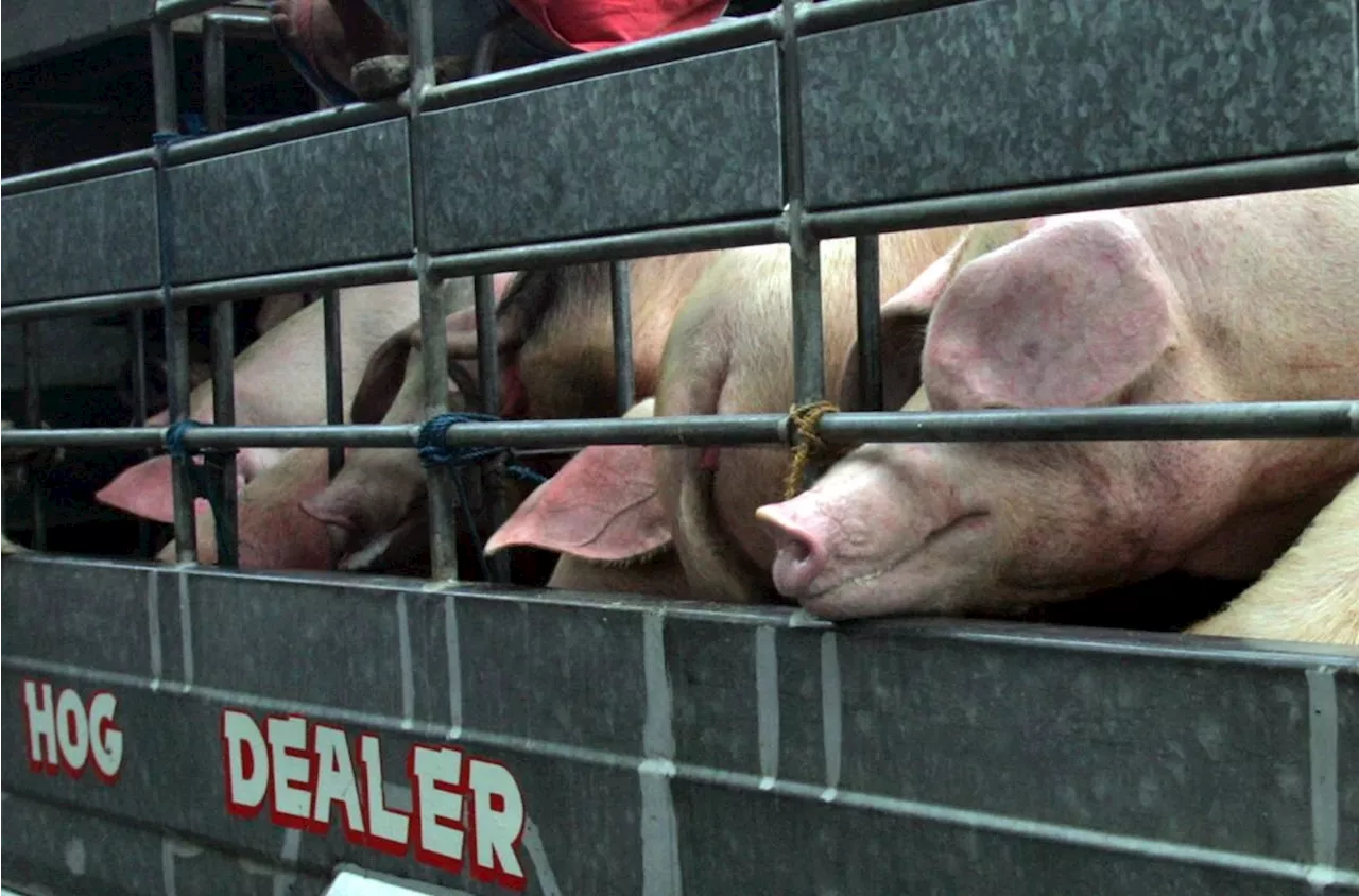 DA to ease regulations on hog transport