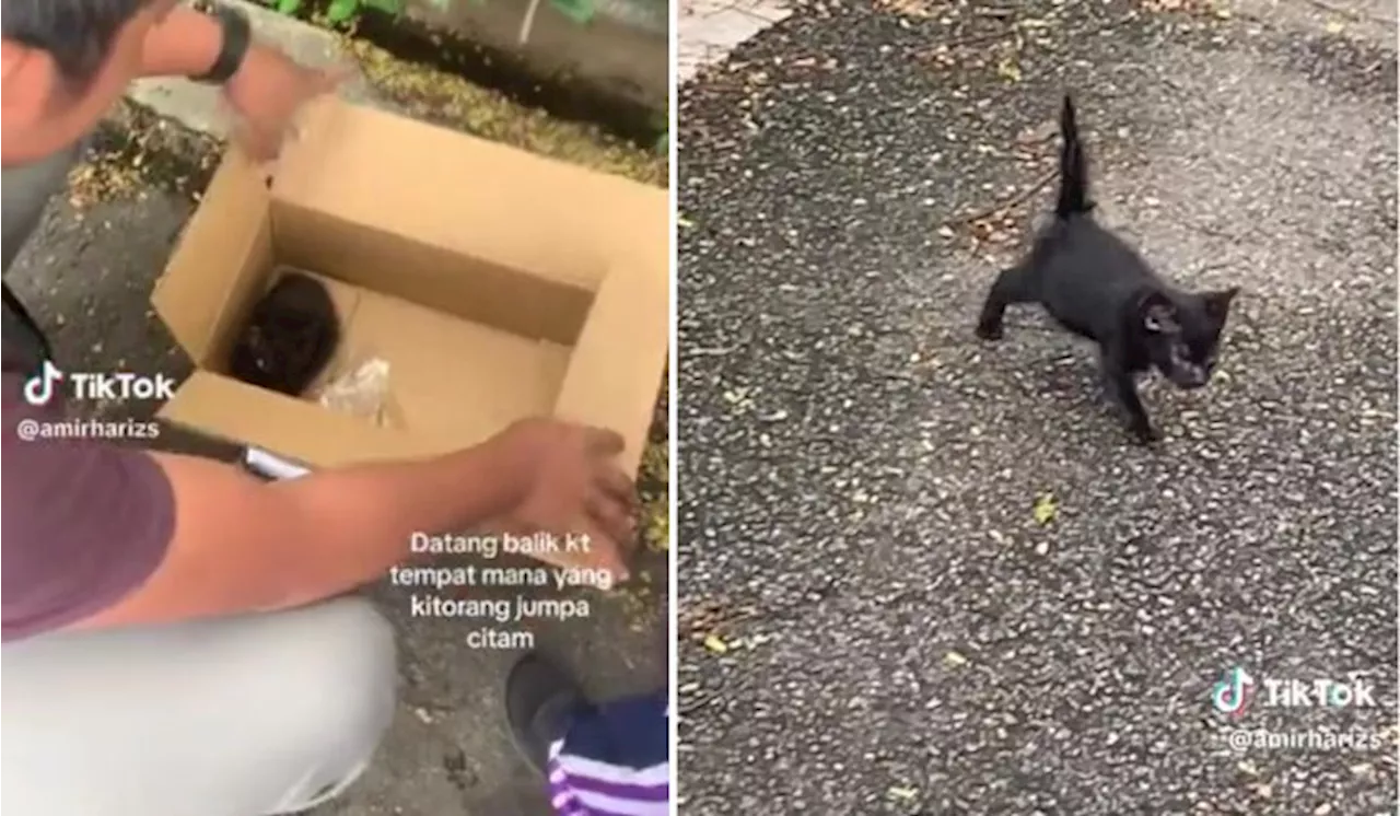 [Watch] Many Express Anger Over TikTok Video Of Family Returning Kitten To The Street