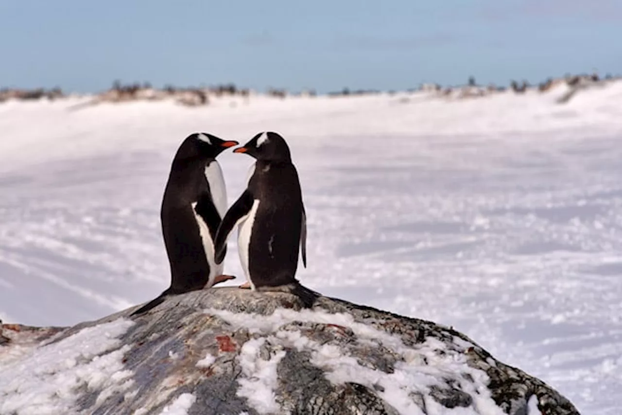 Gentoo Linux to drop Itanium support as Funtoo fork enters 'Hobby Mode'
