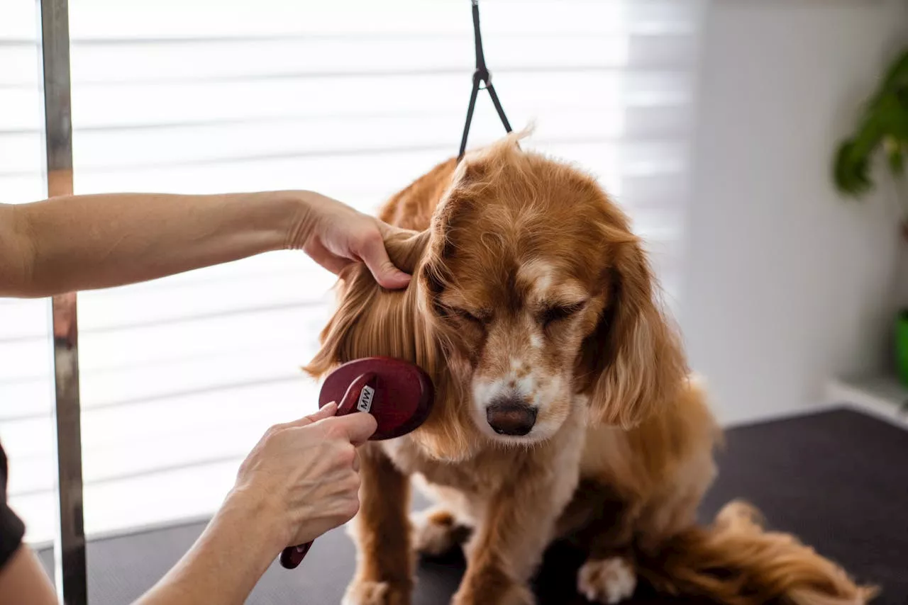 Keeping your pet flea and tick-free: A comprehensive guide