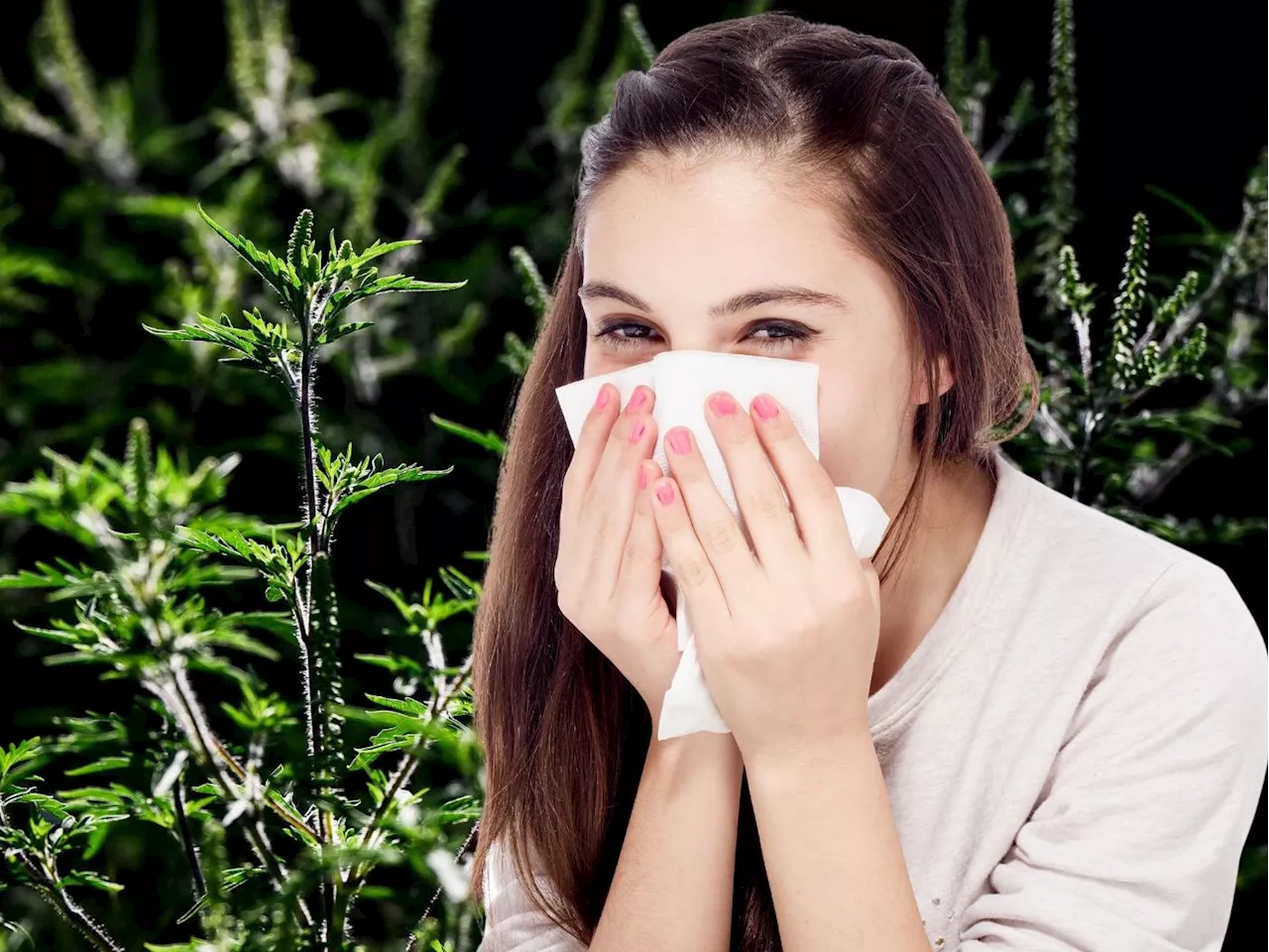 Ragweed-Blüte: Warnung vor massiver Belastung