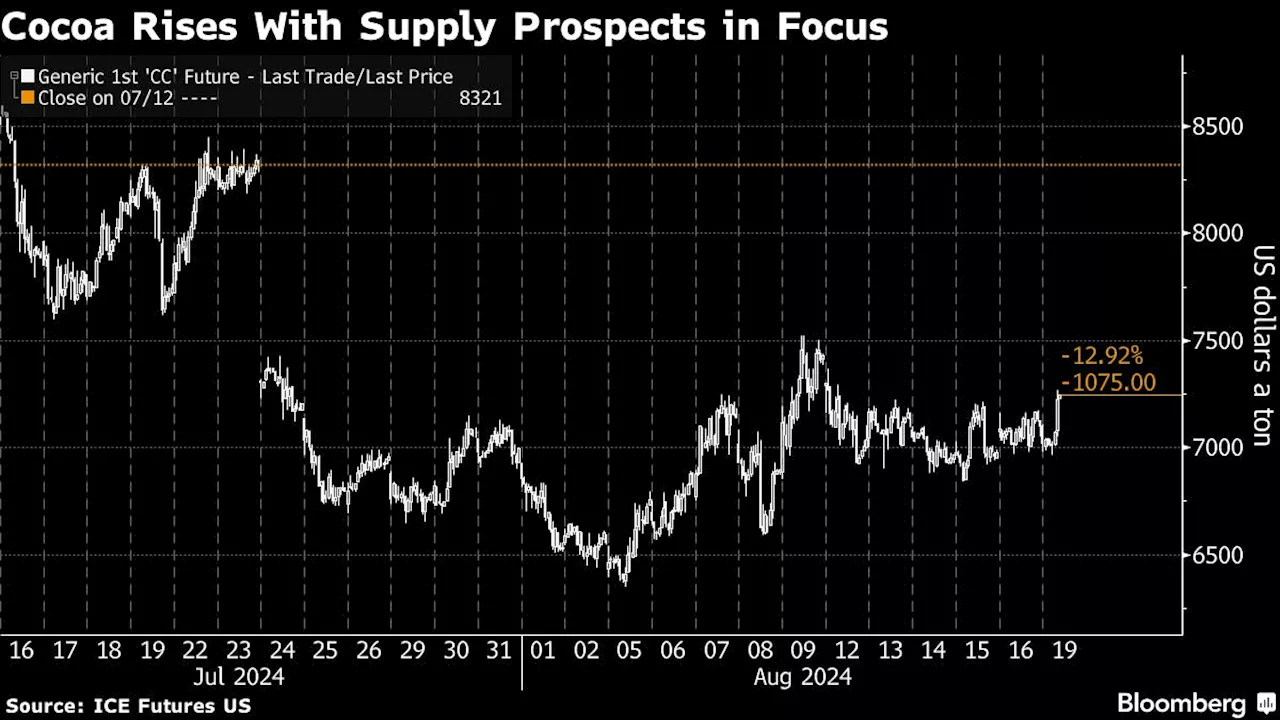 Cocoa Climbs as Traders Focus on Crop Prospects in West Africa