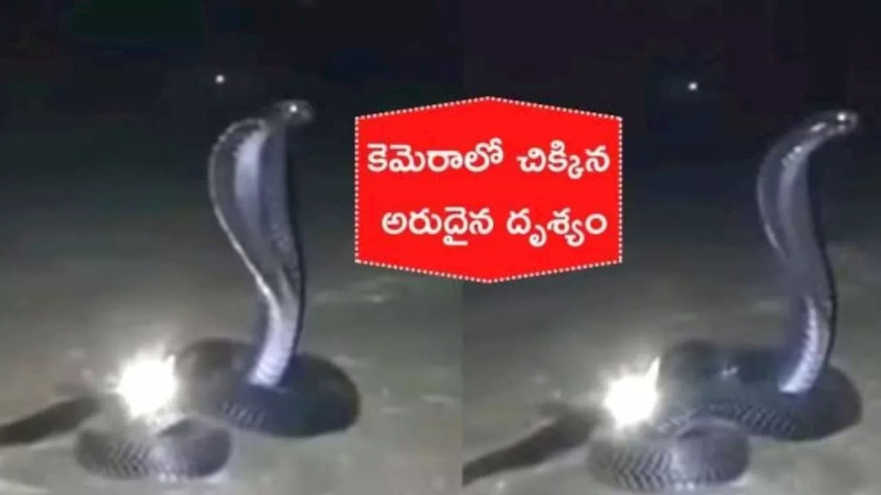 King Cobra Nagamani Stone: నాగమణిని కాపాడుతున్న కింగ్ కోబ్రా.. సోషల్ మీడియాలో హల్ చల్ చేస్తున్న వీడియో..