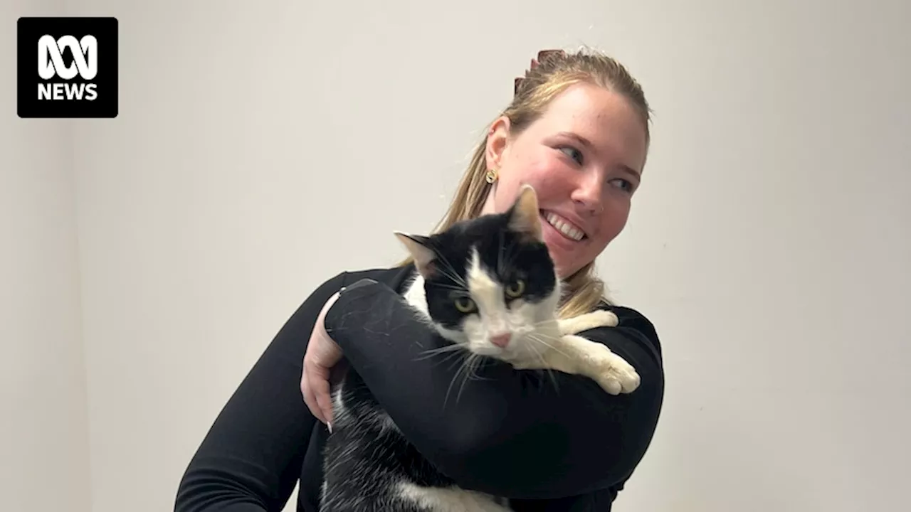 Cat that went missing two-and-a-half years ago reunited with owner after making new home in drainpipes