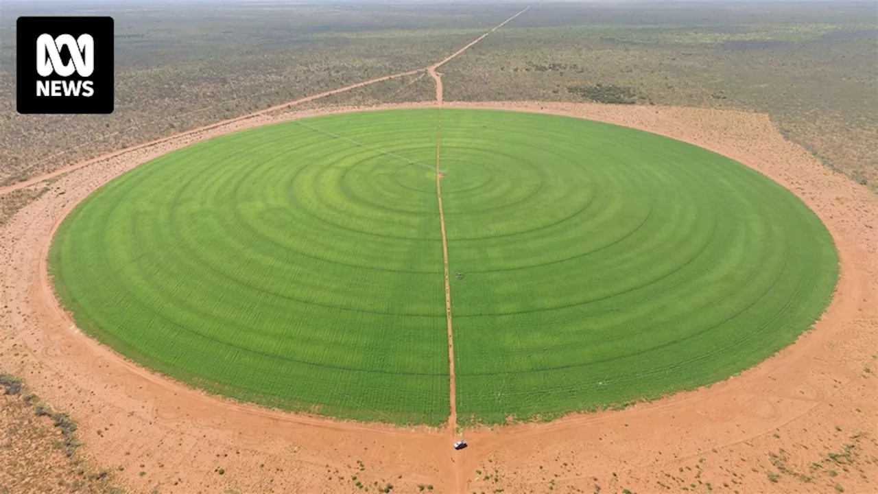 Groundwater available for extraction in Western Davenport cut by 50 per cent